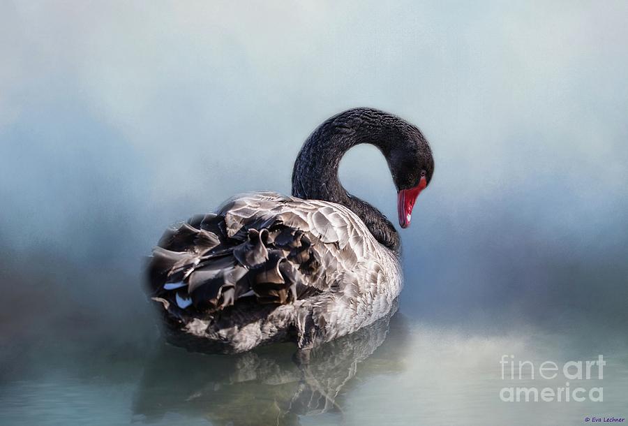 Bird Photograph - Elegance in Black by Eva Lechner