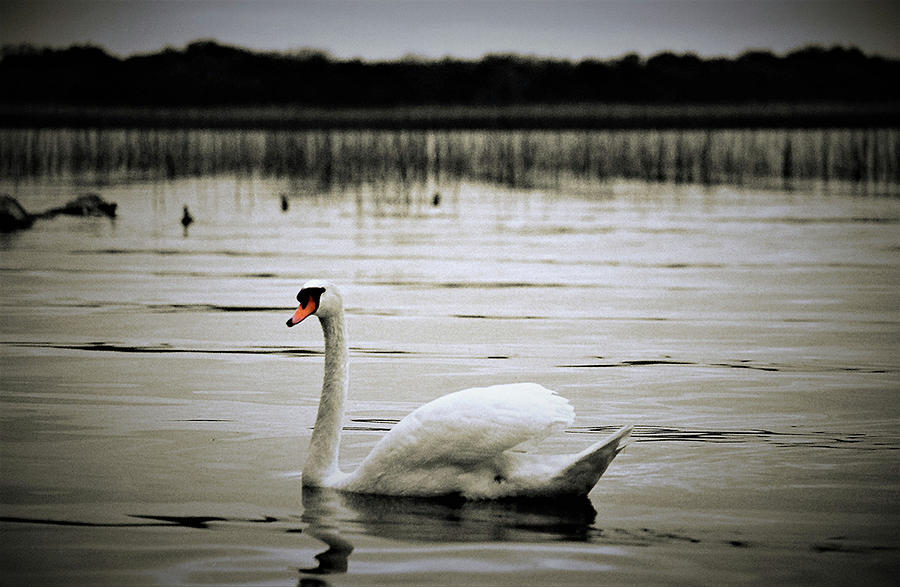 Swan Photograph - Elegance in motion by MichealAnthony 