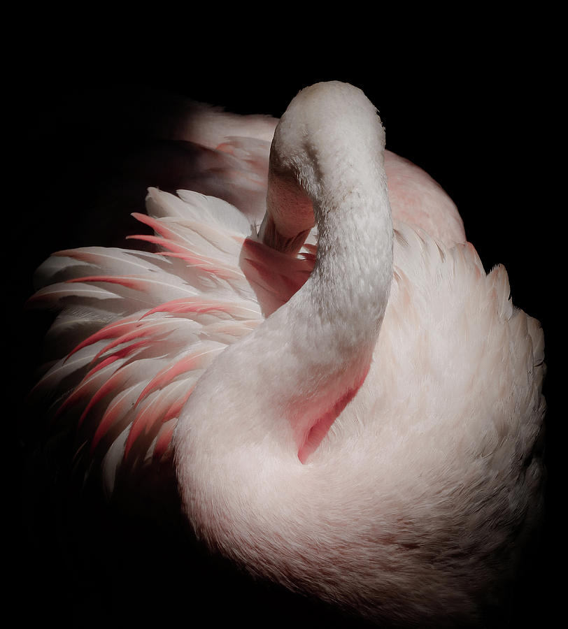 Elegance Of A Pink Flamingo Photograph by Athena Mckinzie