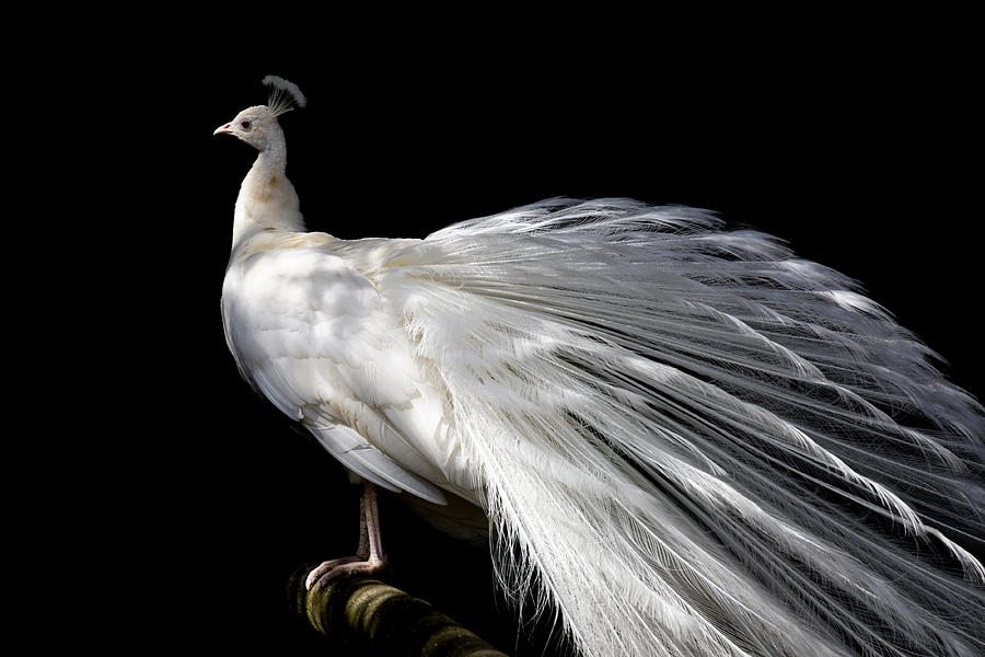 Peacock Photograph - Elegance by Randy Hall