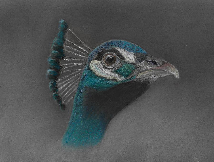 Peacock Pastel - Elegance by Robin Gorton