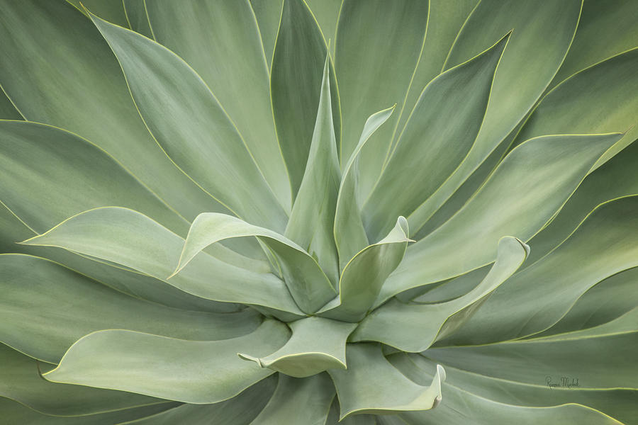 Elegant Agave Digital Art by Ramona Murdock - Fine Art America