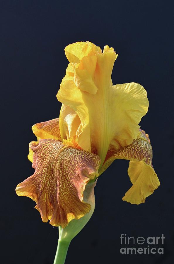 Elegant Beauty - Iris Photograph