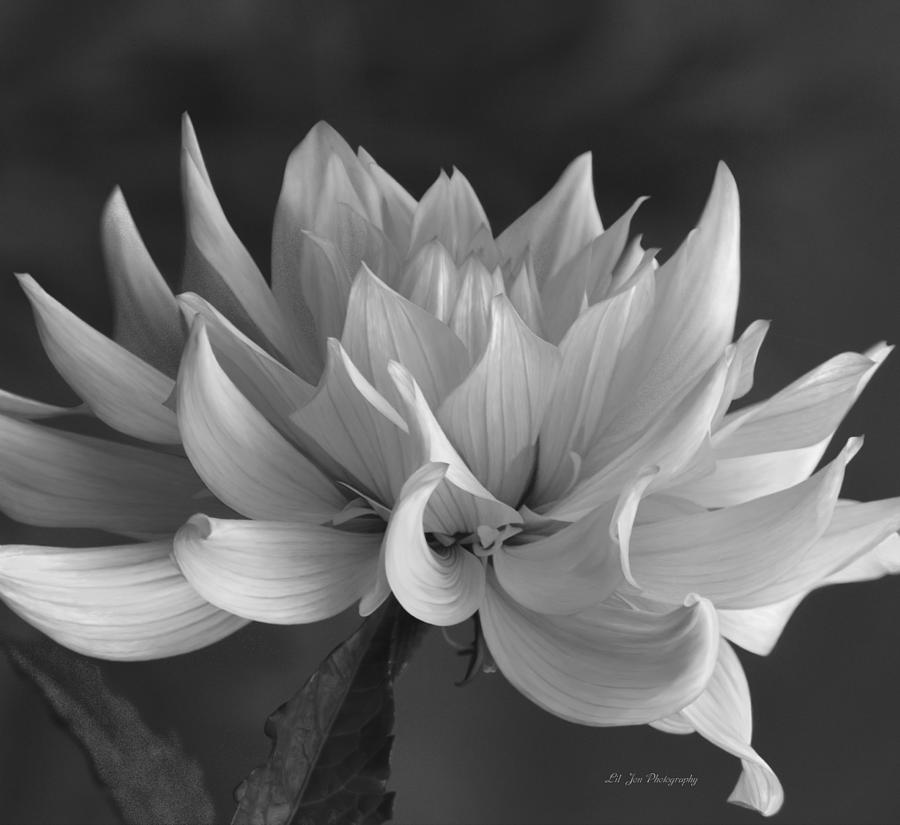 Elegant Black And White Dahlia Floral Photograph by Jeanette C Landstrom