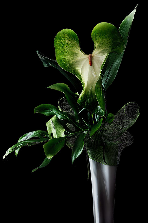 Elegant Anthurium bouquet Photograph by Wolfgang Stocker