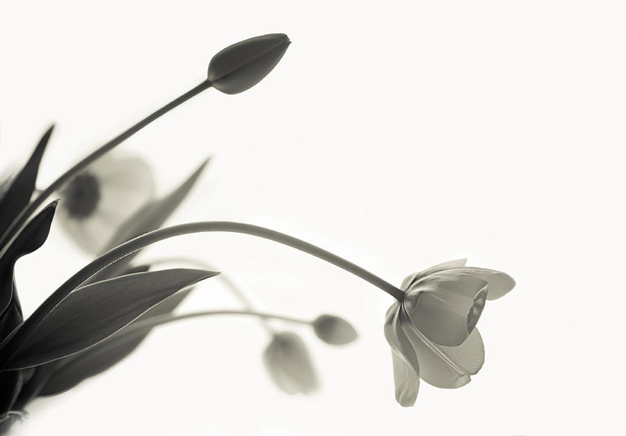 Tulip Photograph - Elegant Bow by Maggie Terlecki