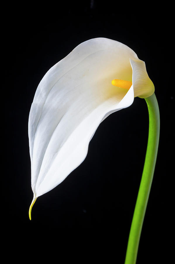 Elegant Calla Lily Photograph by Garry Gay