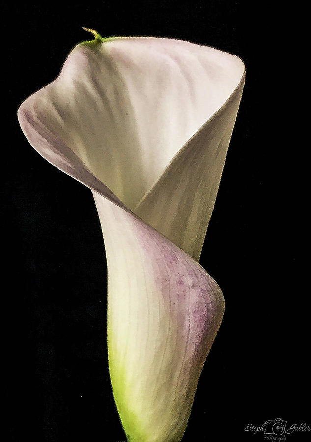 Elegant Calla Photograph by Steph Gabler