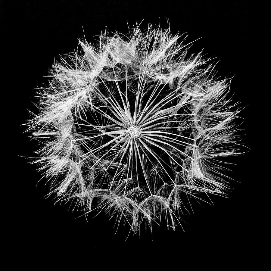 Elegant Dandelion art in black and white Photograph by Vishwanath Bhat