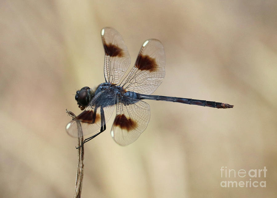 Elegant Dragonfly in the Marsh Photograph by Carol Groenen