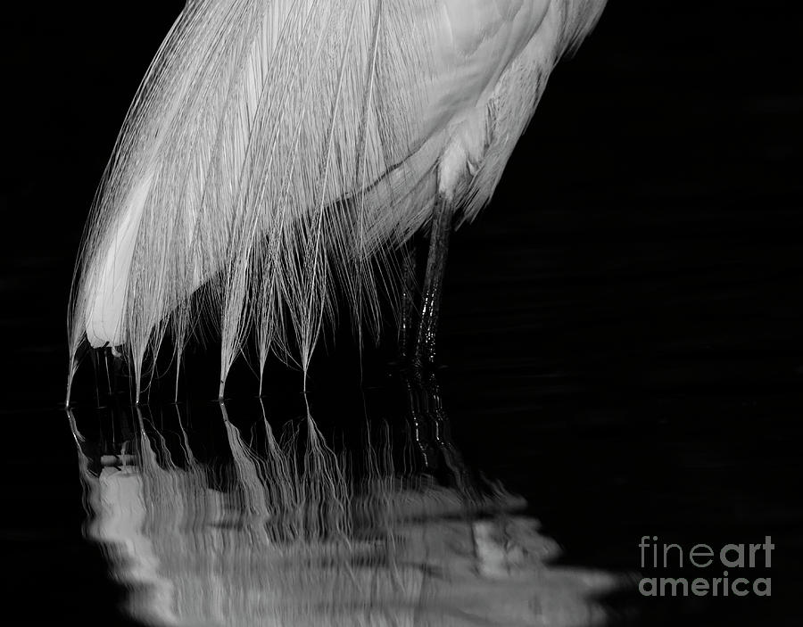 Elegant Egret feathers Photograph by Ruth Jolly