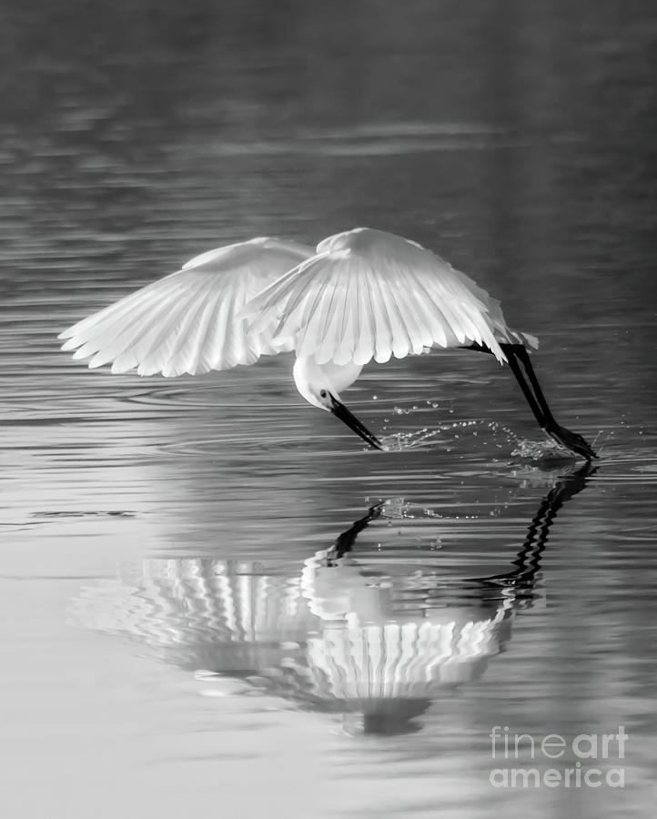 Elegant Egret Photograph by Ruth Jolly
