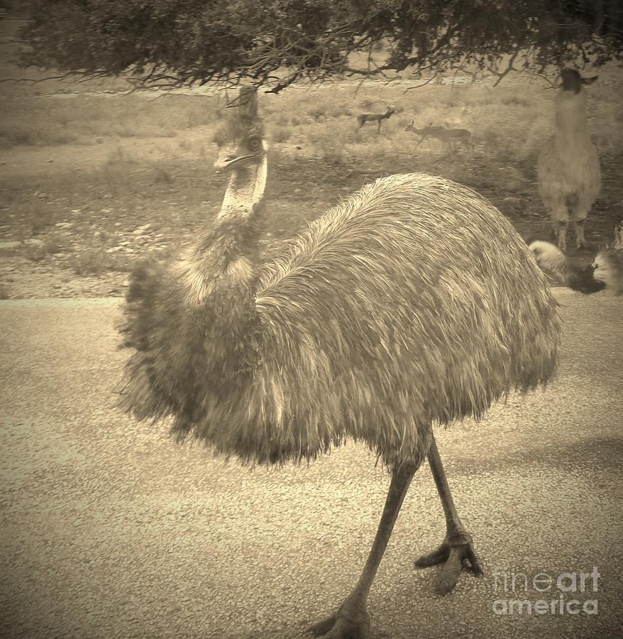 Elegant Emu Photograph by Brigitte Emme