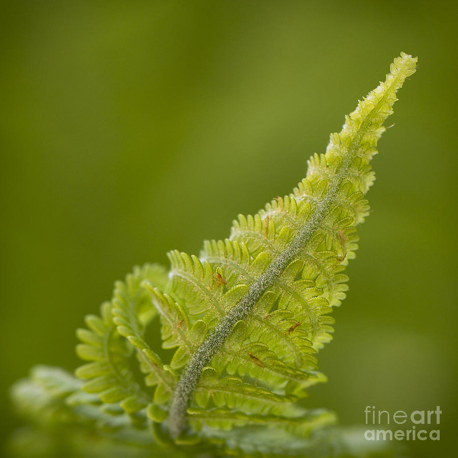 Elegant Fern. Photograph by Clare Bambers