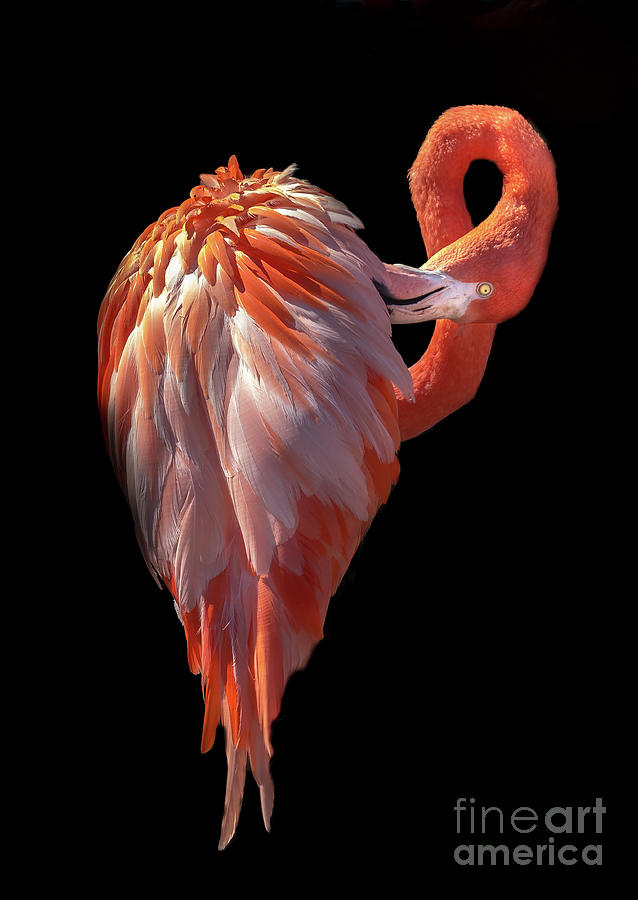 Elegant Flamingo Preening Photograph by Liesl Walsh