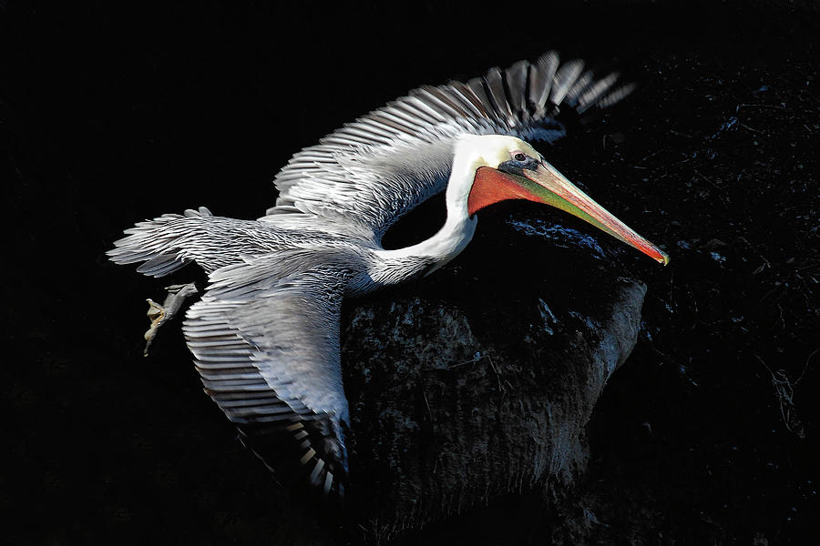 Elegant Flight by Howard Bagley Elegant Flight by Howard Bagley