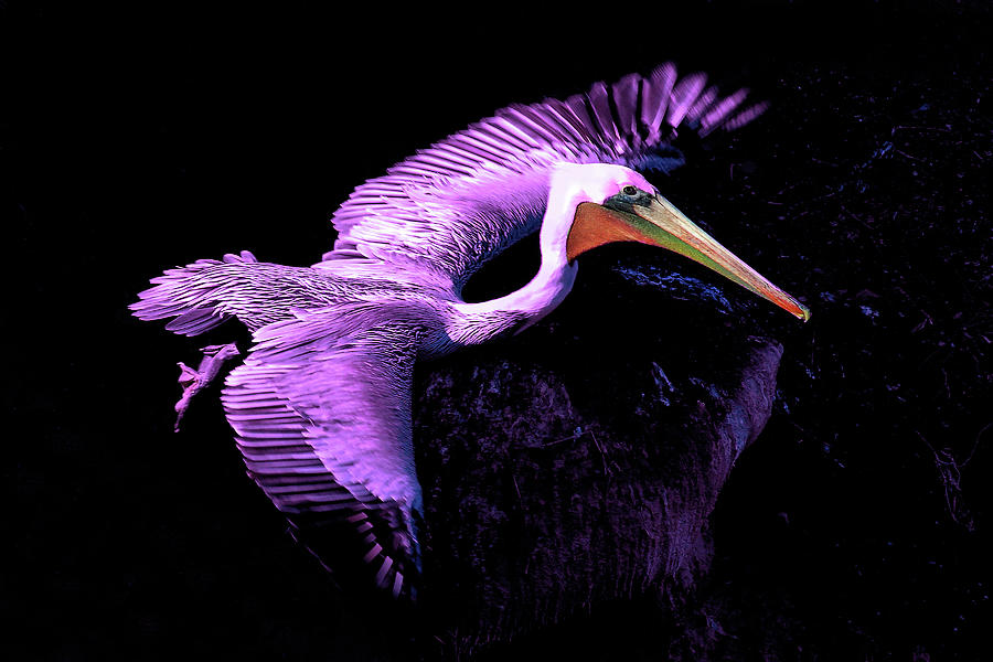 Wildlife Photograph - Elegant Flight in Violet by Howard Bagley