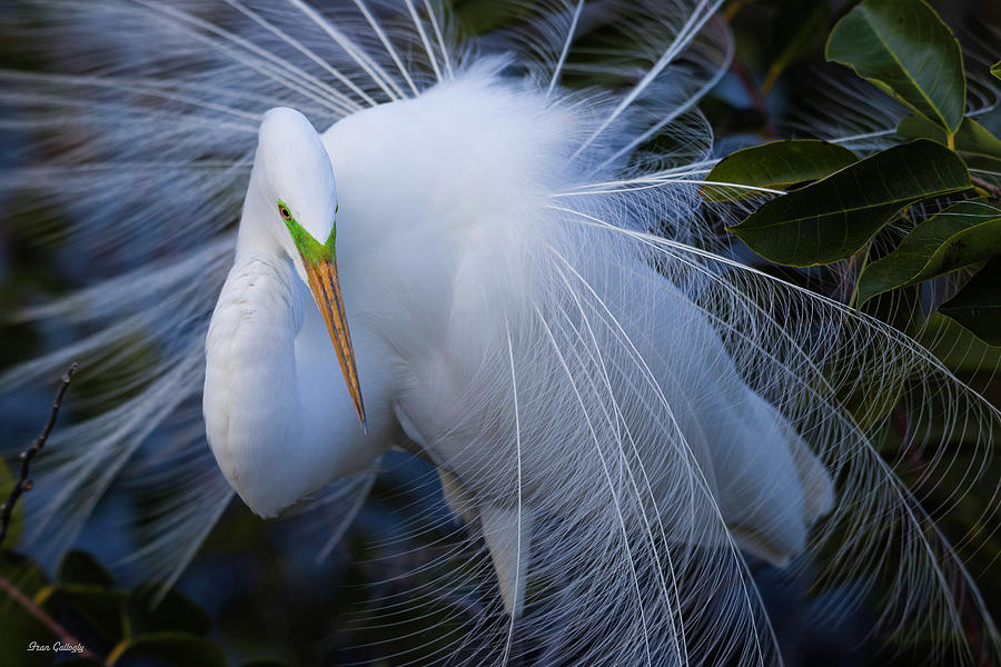Elegant Great Egret Photograph by Fran Gallogly