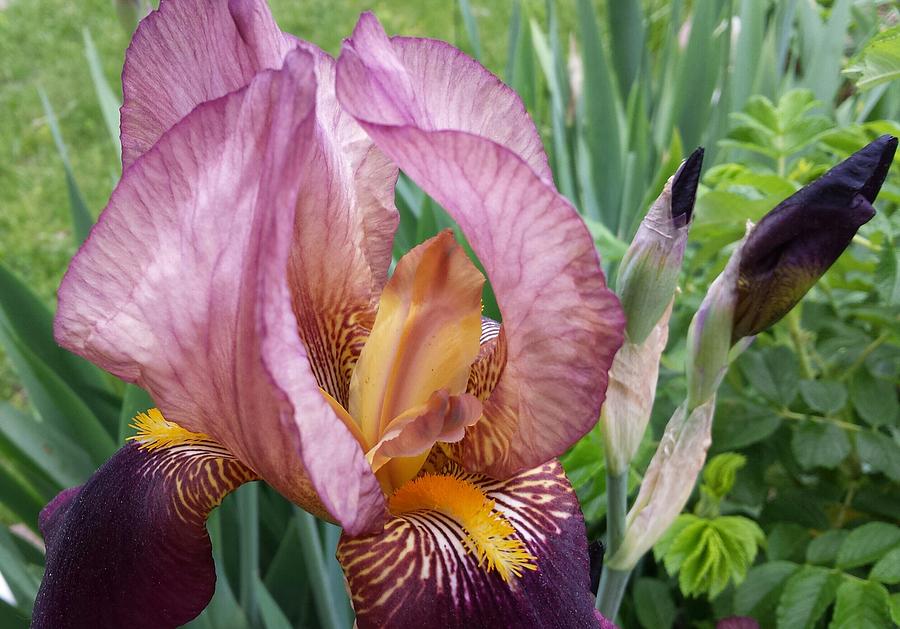 Elegant Iris Photograph