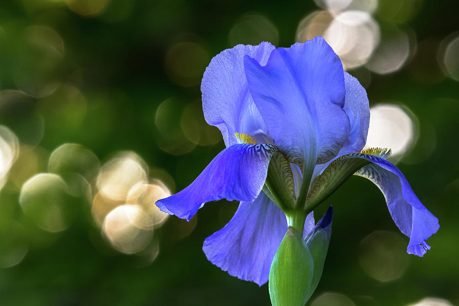 Elegant Iris Photograph by Penny Meyers