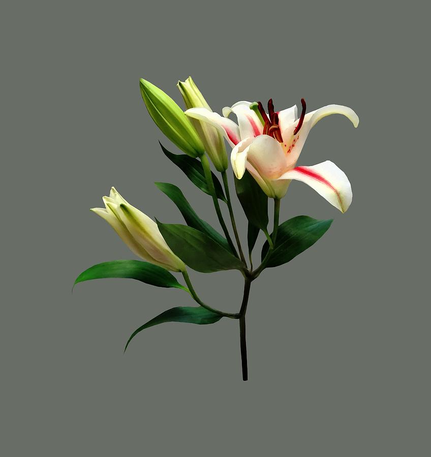 Elegant Lily and Buds Photograph by Susan Savad