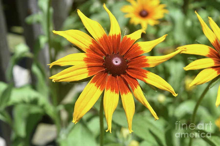 Elegant Looking Black Eyed Susan Daisy in Nature Photograph by DejaVu Designs