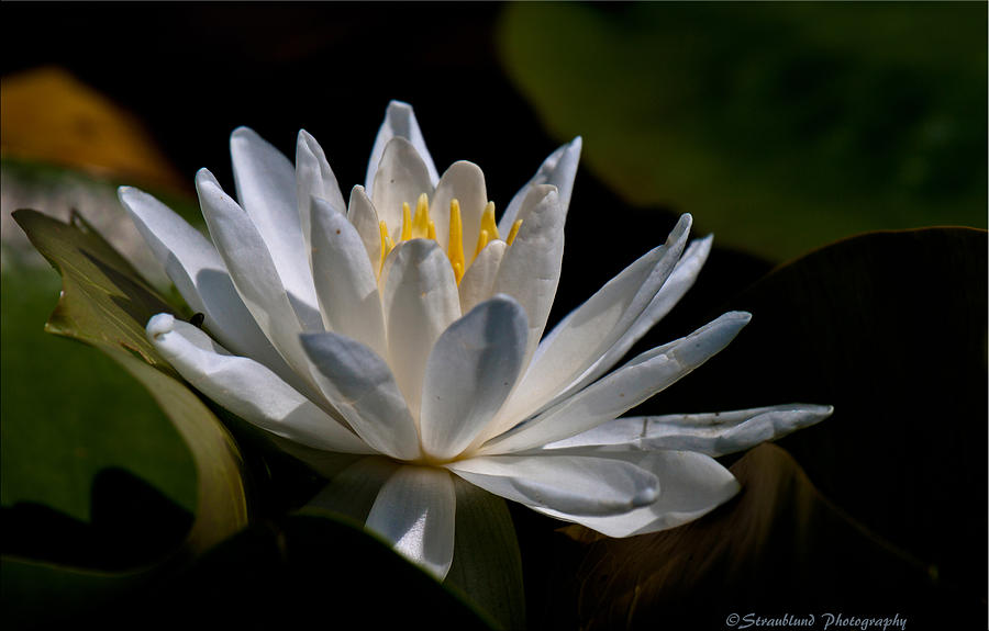 Elegant Lotus Photograph by Straublund Photography - Fine Art America