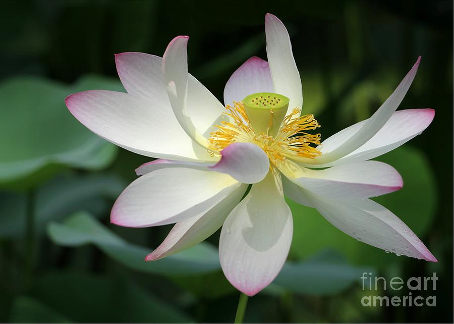 Flower Photograph - Elegant Lotus by Sabrina L Ryan
