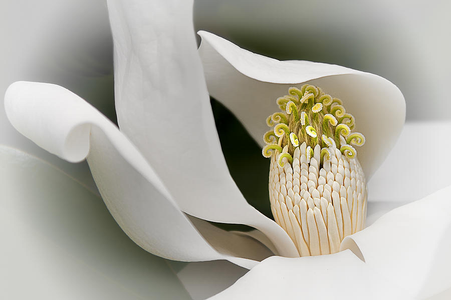 Elegant Magnolia II Photograph by Ken Barrett
