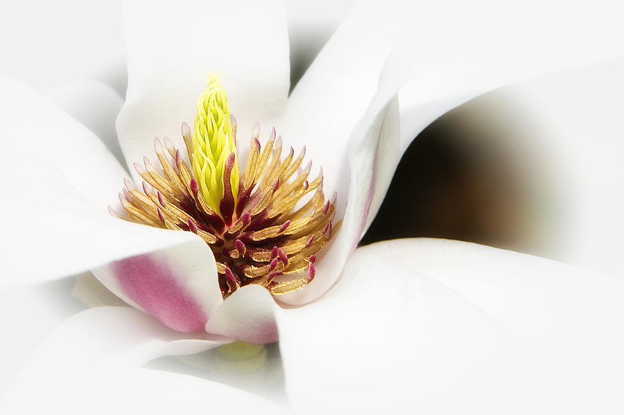 Elegant Magnolia Photograph by Ken Barrett