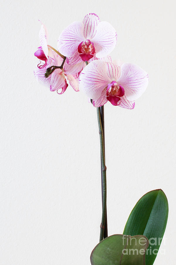 Elegant Orchid Photograph by Anita Oakley