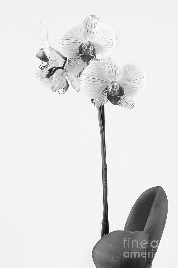 Elegant Orchid II Photograph by Anita Oakley