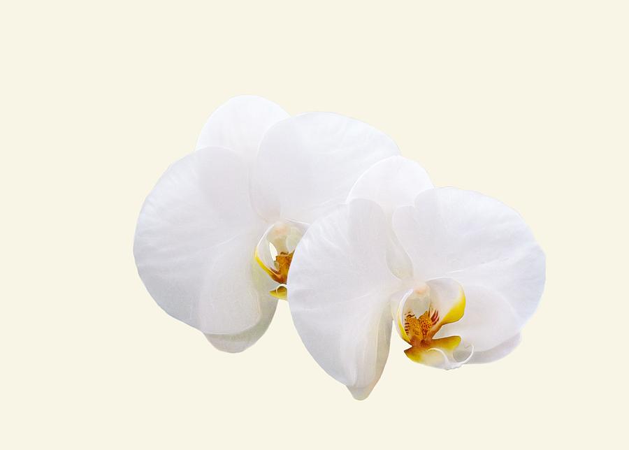 Orchid Photograph - Elegant Orchids by Mitch Spence