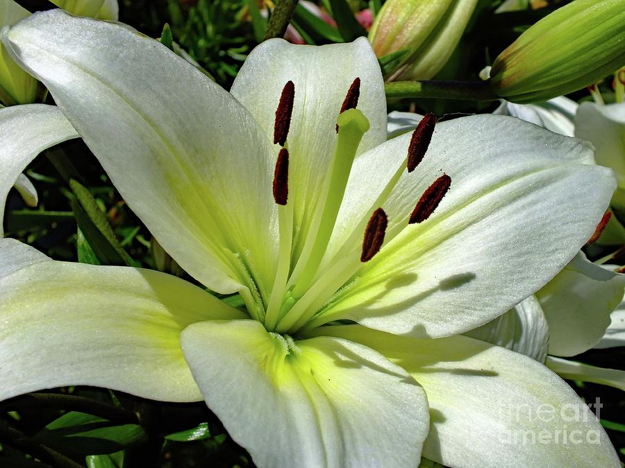 Elegant - Oriental Hybrid Lily Photograph
