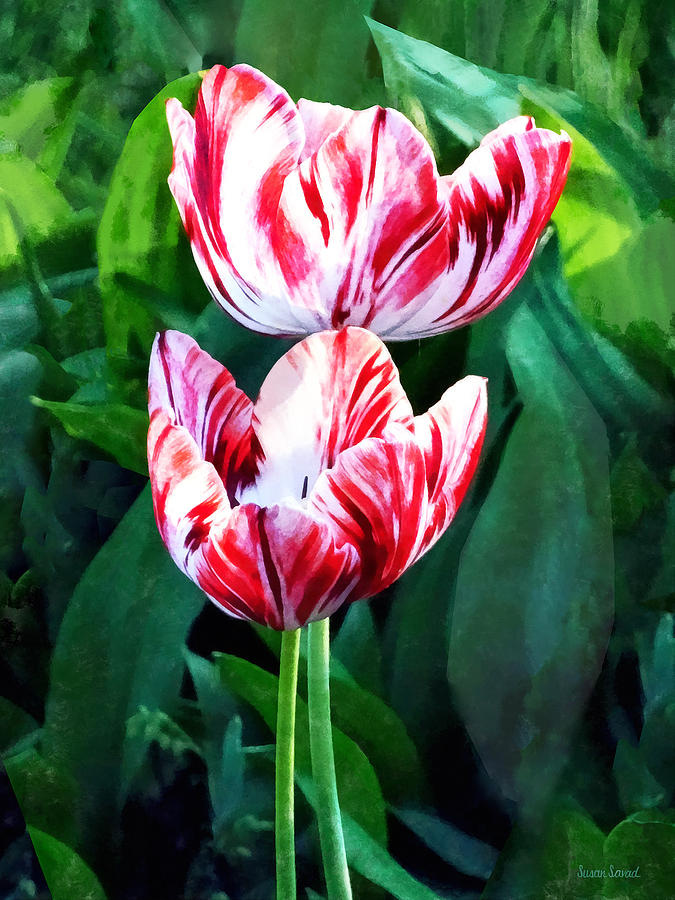 Tulip Photograph - Elegant Pink and White Striped Tulips by Susan Savad