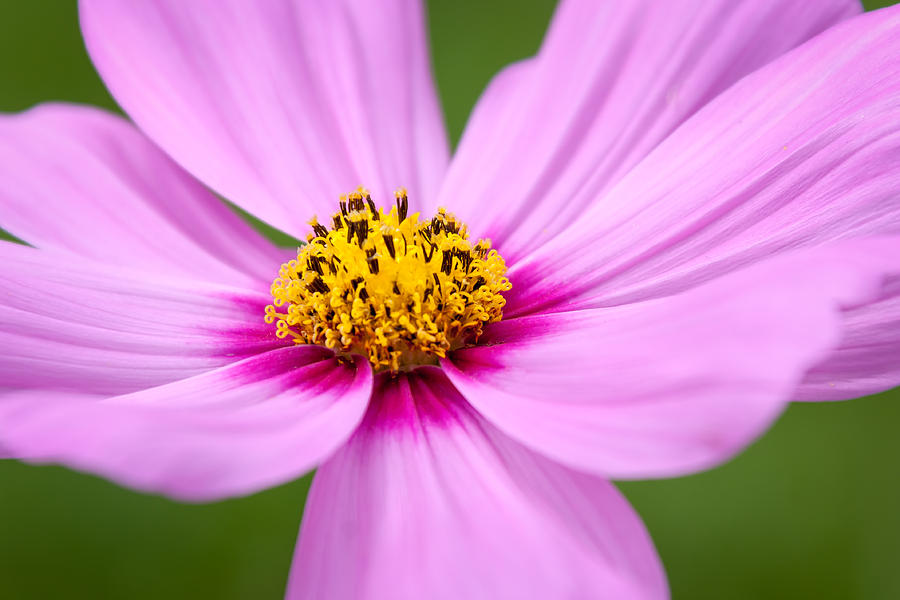 Summer Photograph - Elegant Pink Cosmos Flower by Laura Duhaime