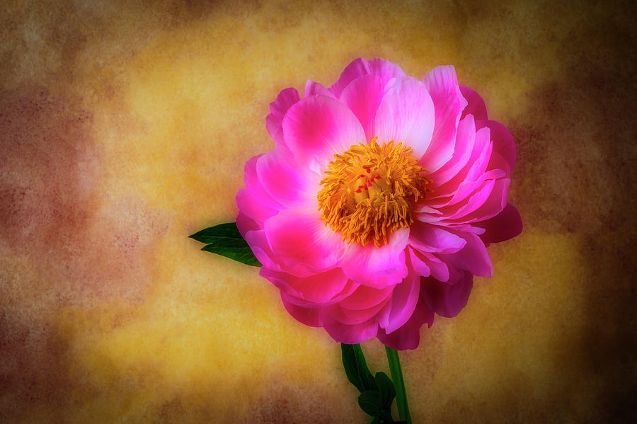 Elegant Pink Peony Photograph by Garry Gay