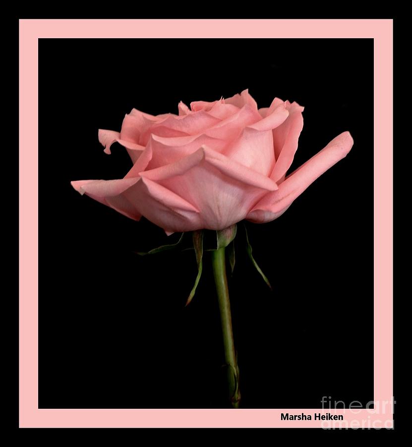 Elegant Pink Rose in Black Photograph by Marsha Heiken