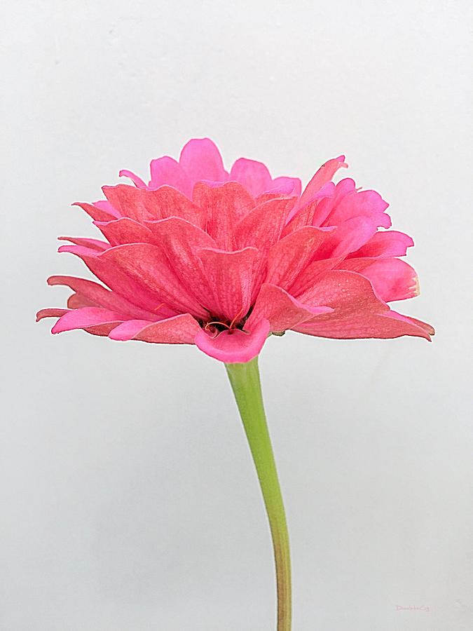 Elegant Pink Zinnia Photograph by Diane Lindon Coy