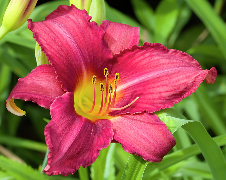 Elegant Rich Red Daylily Photograph by Kathy Clark