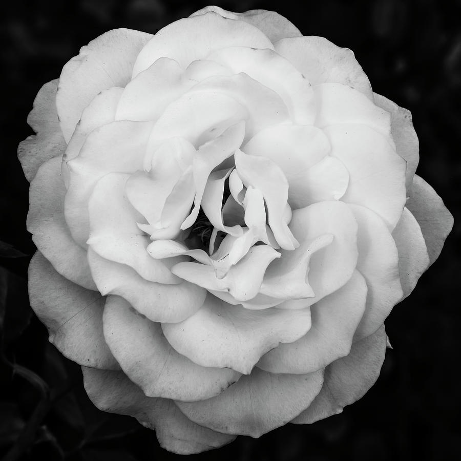 Elegant rose in square composition and monochrome Photograph by Vishwanath Bhat
