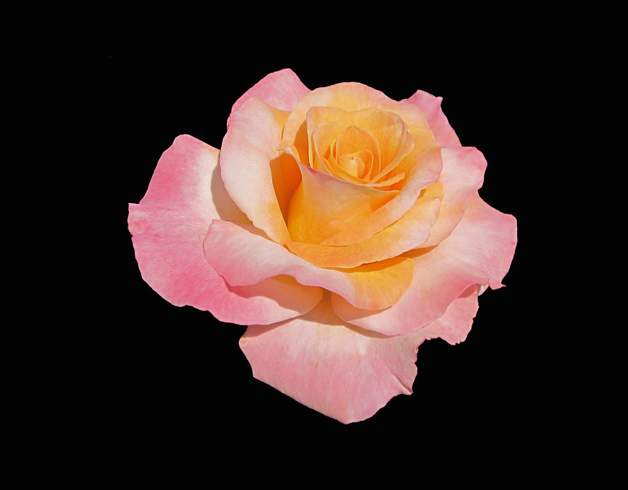 Elegant Rose on Black Photograph by MTBobbins Photography