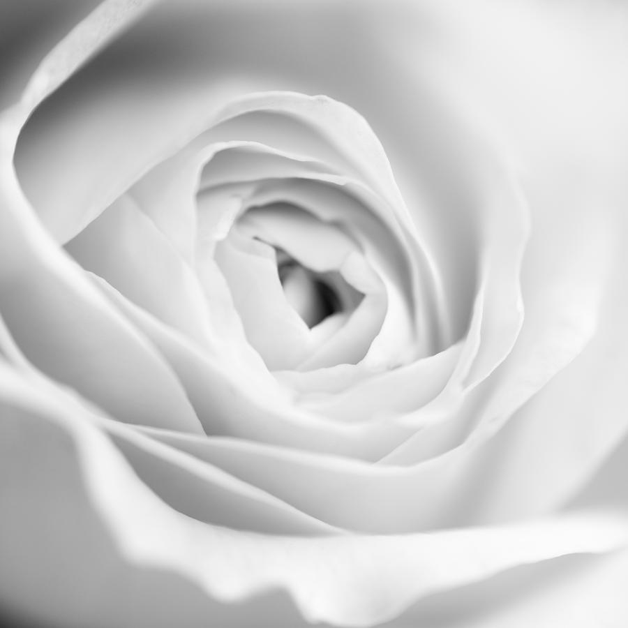 Elegant Rose rendered in black and white square Photograph by Vishwanath Bhat