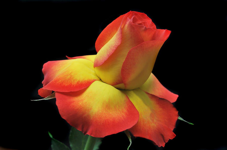Elegant Rose. Photograph by Terence Davis