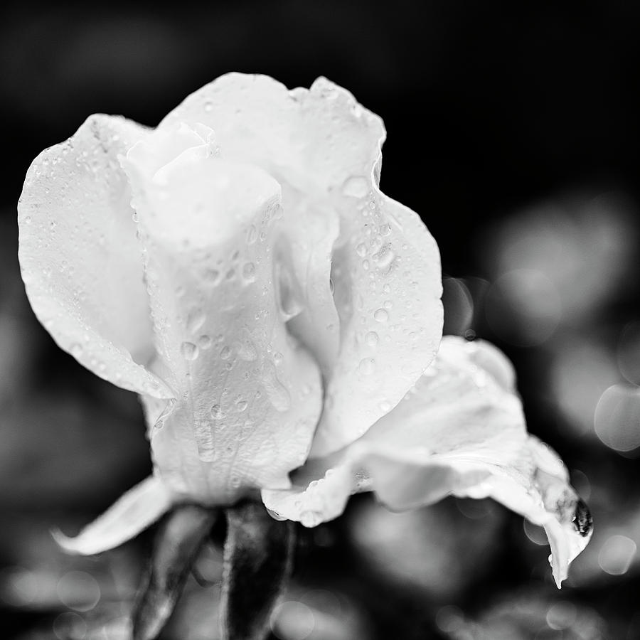 Elegant Rose with dew drops in monochrome Photograph by Vishwanath Bhat
