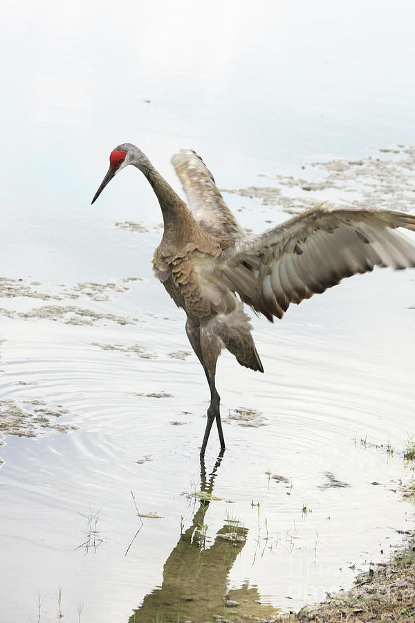 Bird Photograph - Elegant Sandhill Dancer by Carol Groenen