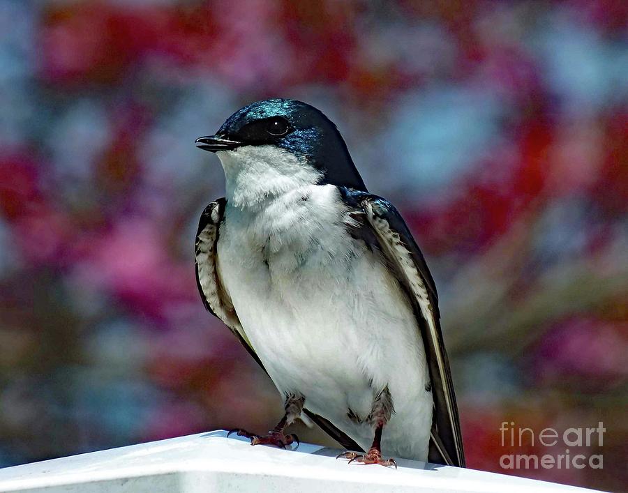 Elegant Tree Swallow Photograph