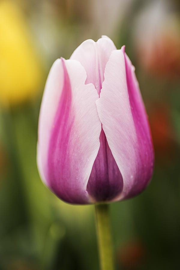 Elegant tulip with natural bokeh Photograph by Vishwanath Bhat