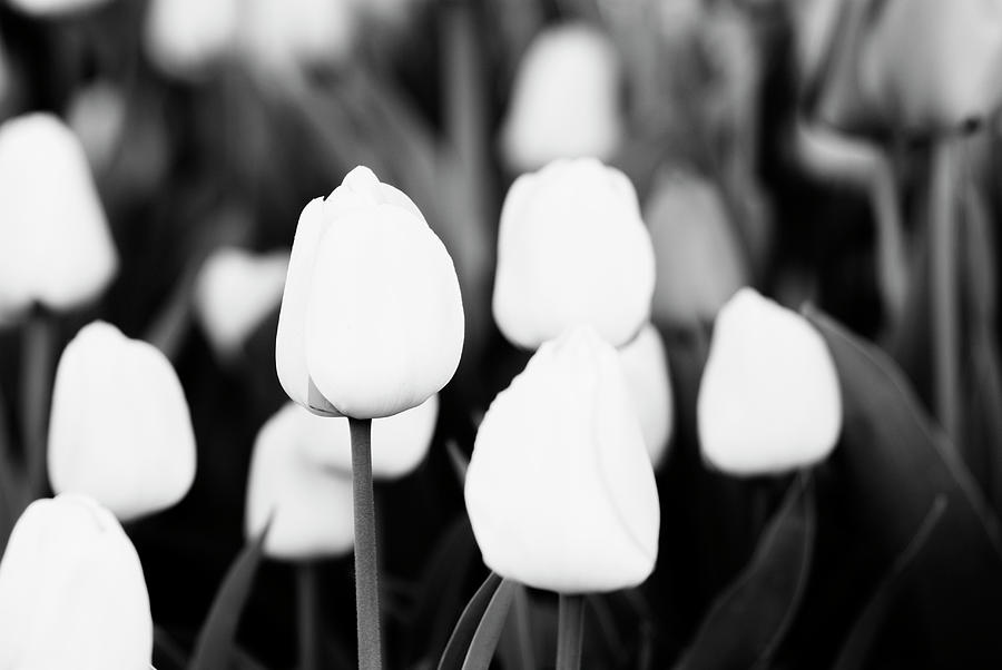 Elegant tulips in black and white Photograph by Vishwanath Bhat