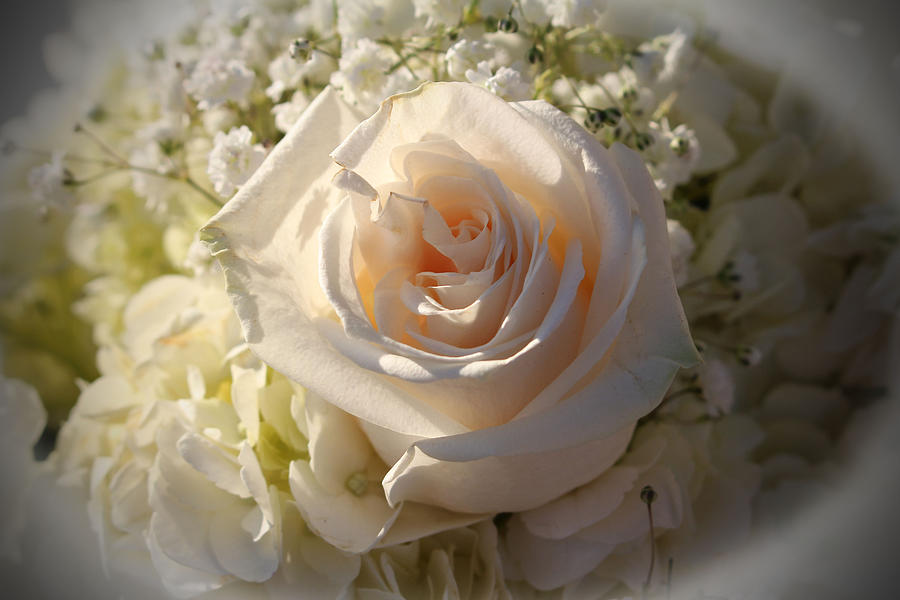 Rose Photograph - Elegant White Roses by Cynthia Guinn